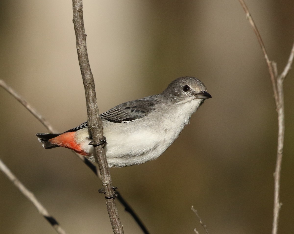 Picaflores Golondrina - ML54131081