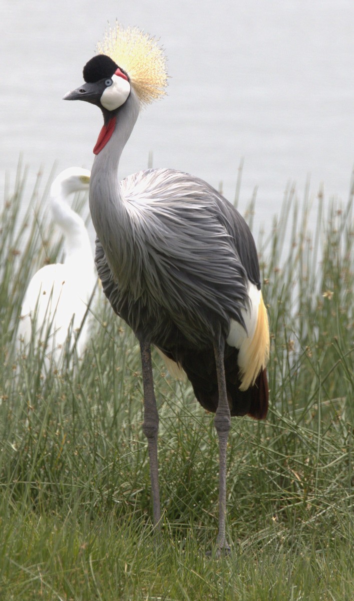 Gray Crowned-Crane - ML541310821