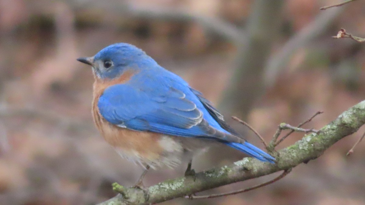 Eastern Bluebird - ML541310971