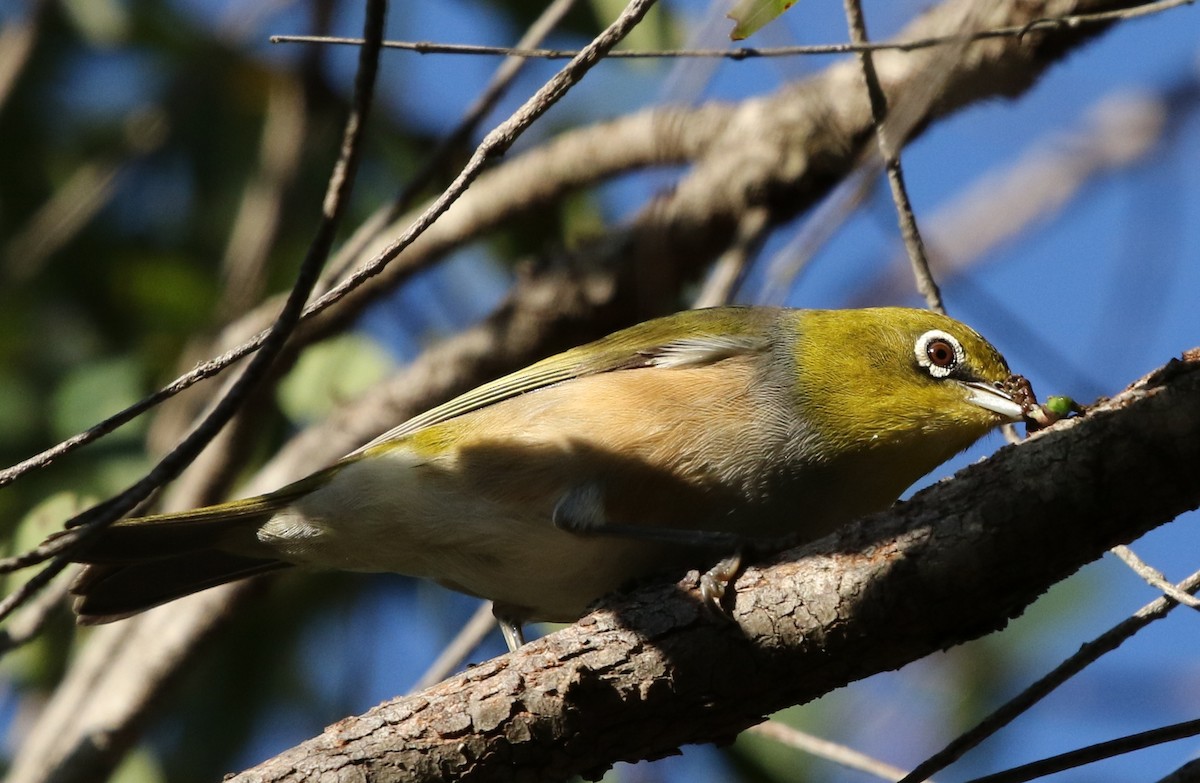 Silvereye - ML54131101