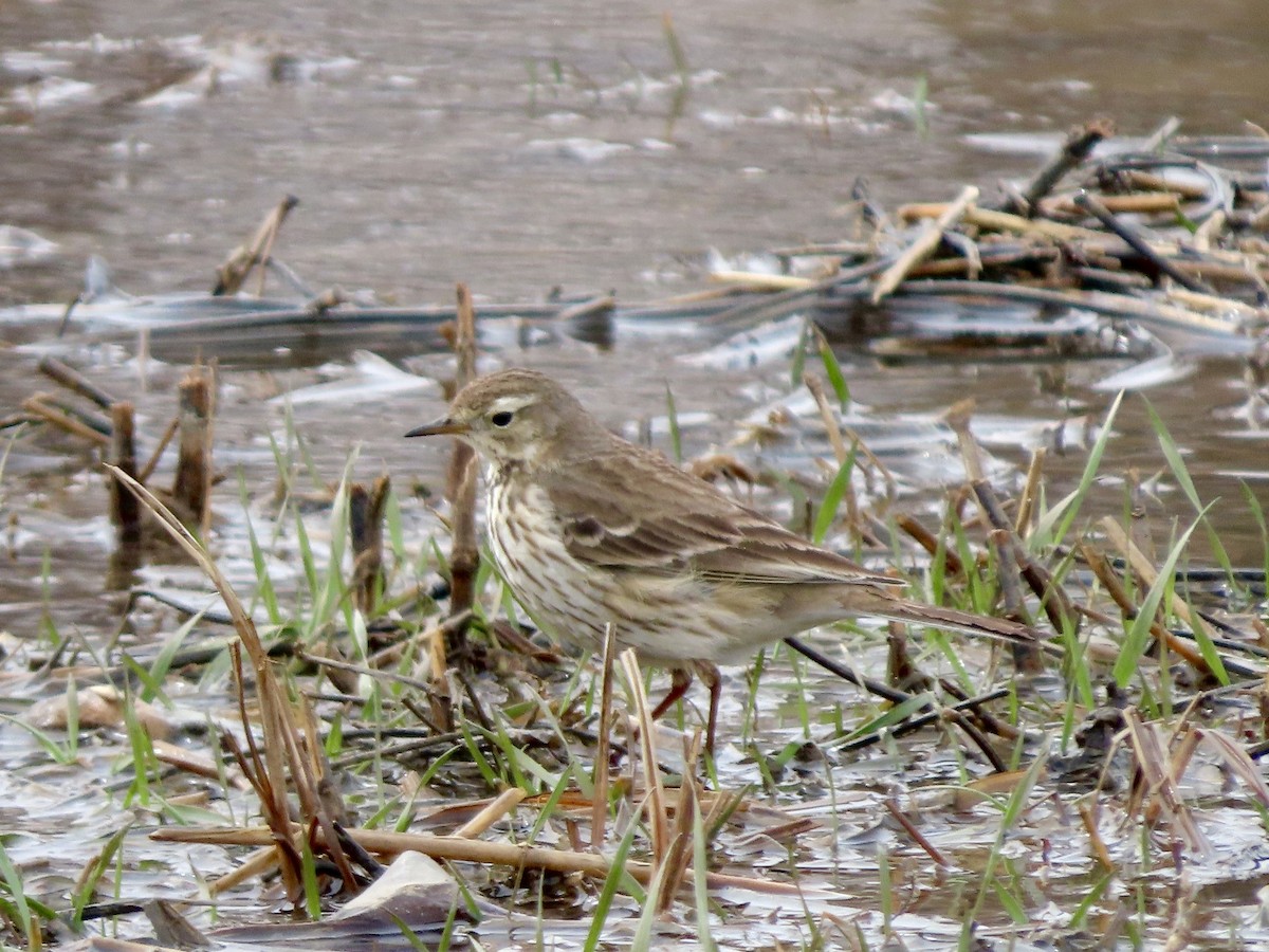 American Pipit - Lisa Owens