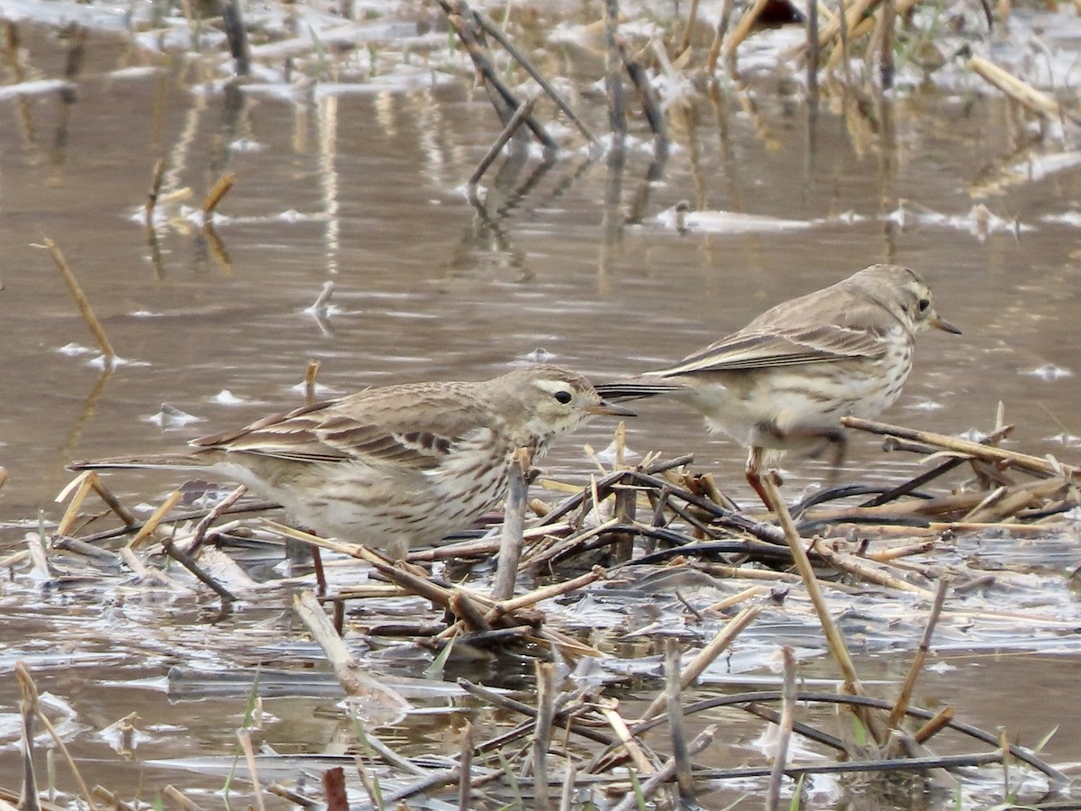 American Pipit - ML541312241