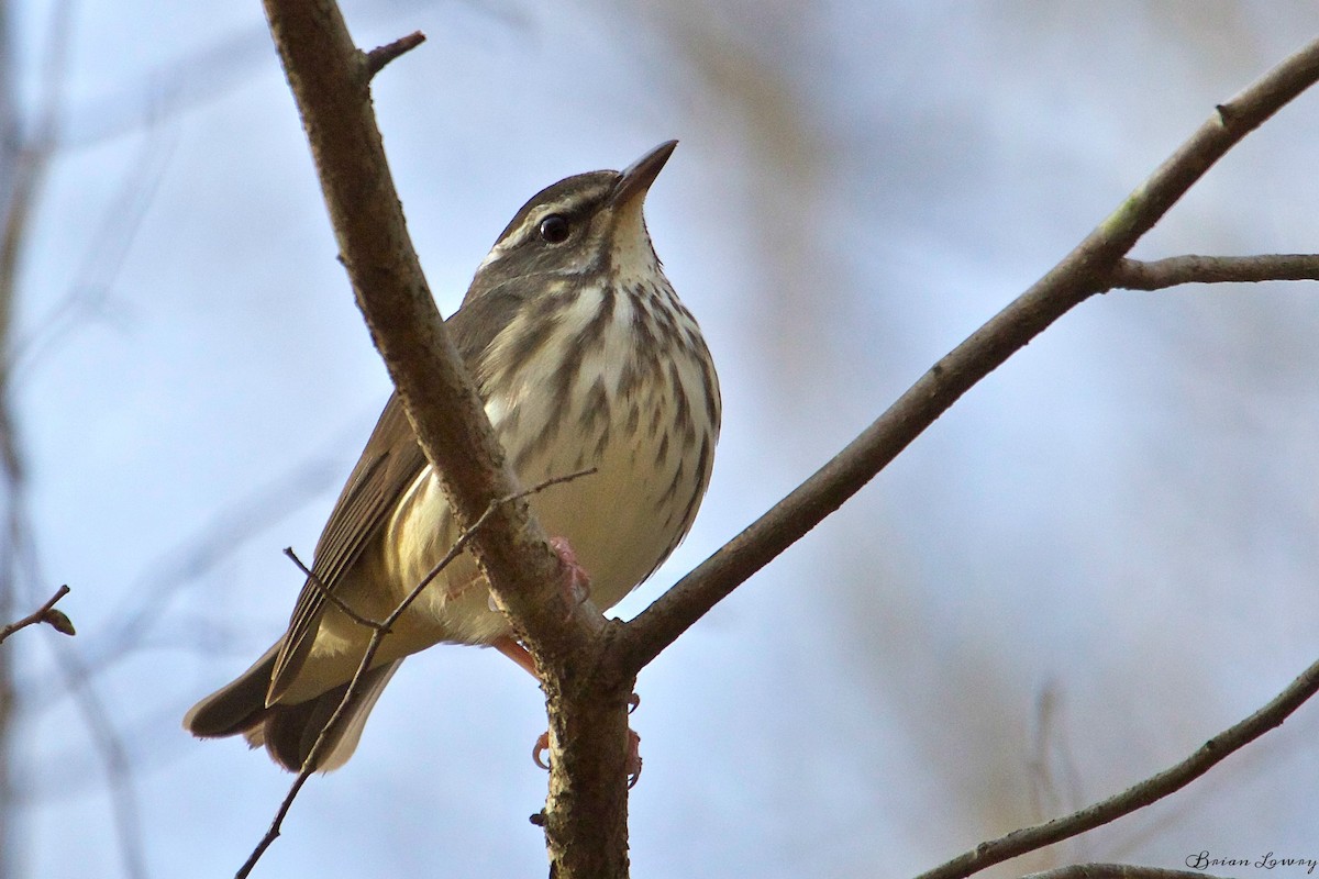 Louisiana Waterthrush - ML54131361