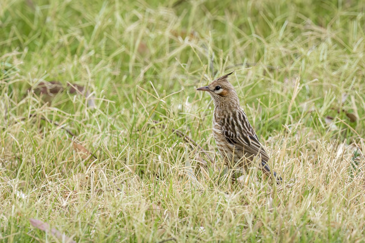 Lark-like Brushrunner - ML541314811