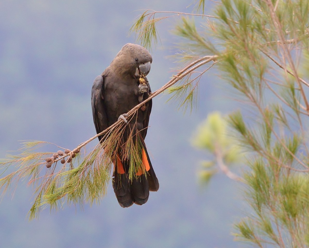 Glossy Black-Cockatoo - ML541315551