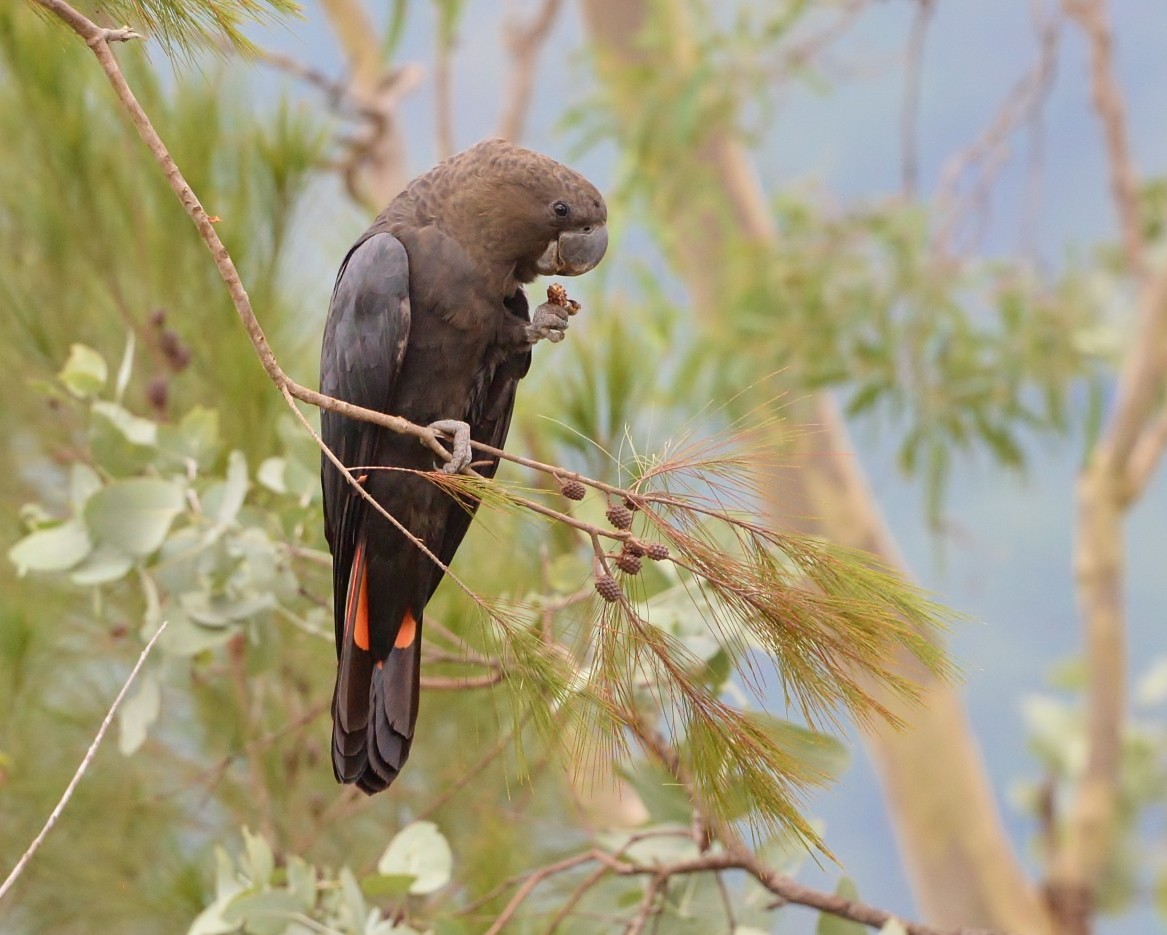 Glossy Black-Cockatoo - ML541315561