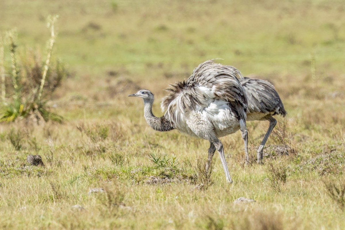 Greater Rhea - ML541315911