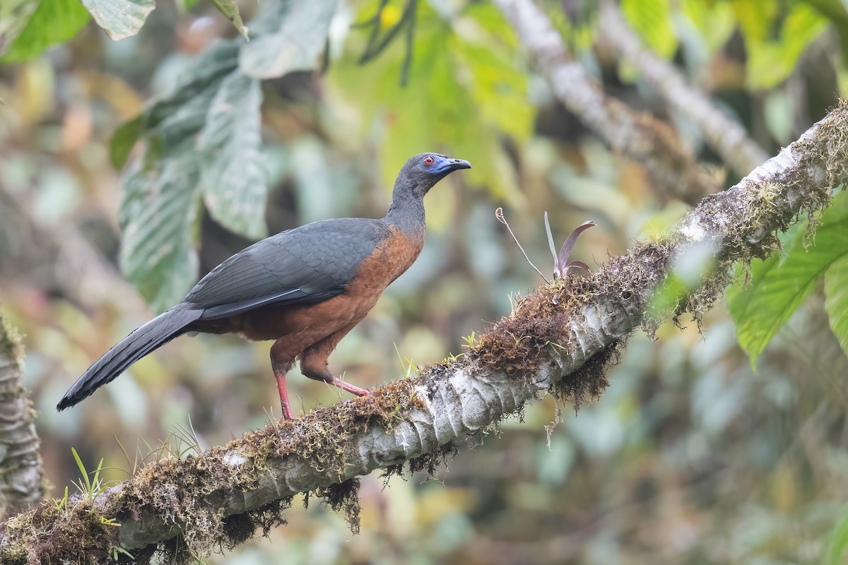 Sickle-winged Guan - Ben  Lucking