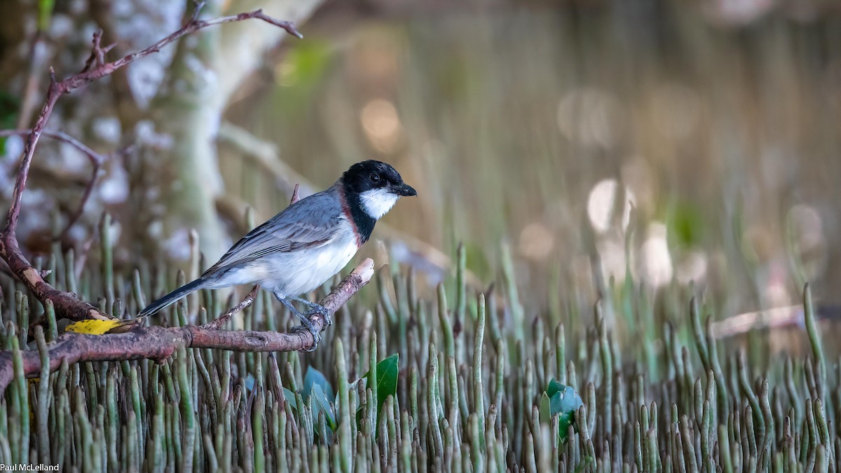 White-breasted Whistler - ML541317061