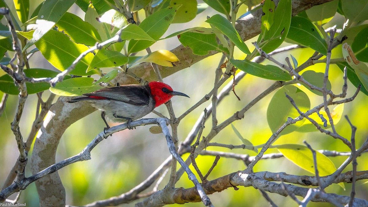 Red-headed Myzomela - ML541317181