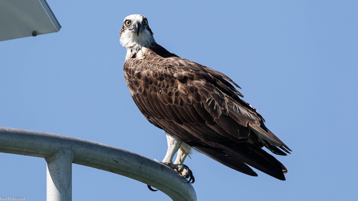 Osprey (Australasian) - ML541317331