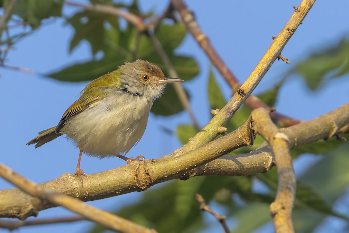 Common Tailorbird - ML541317361