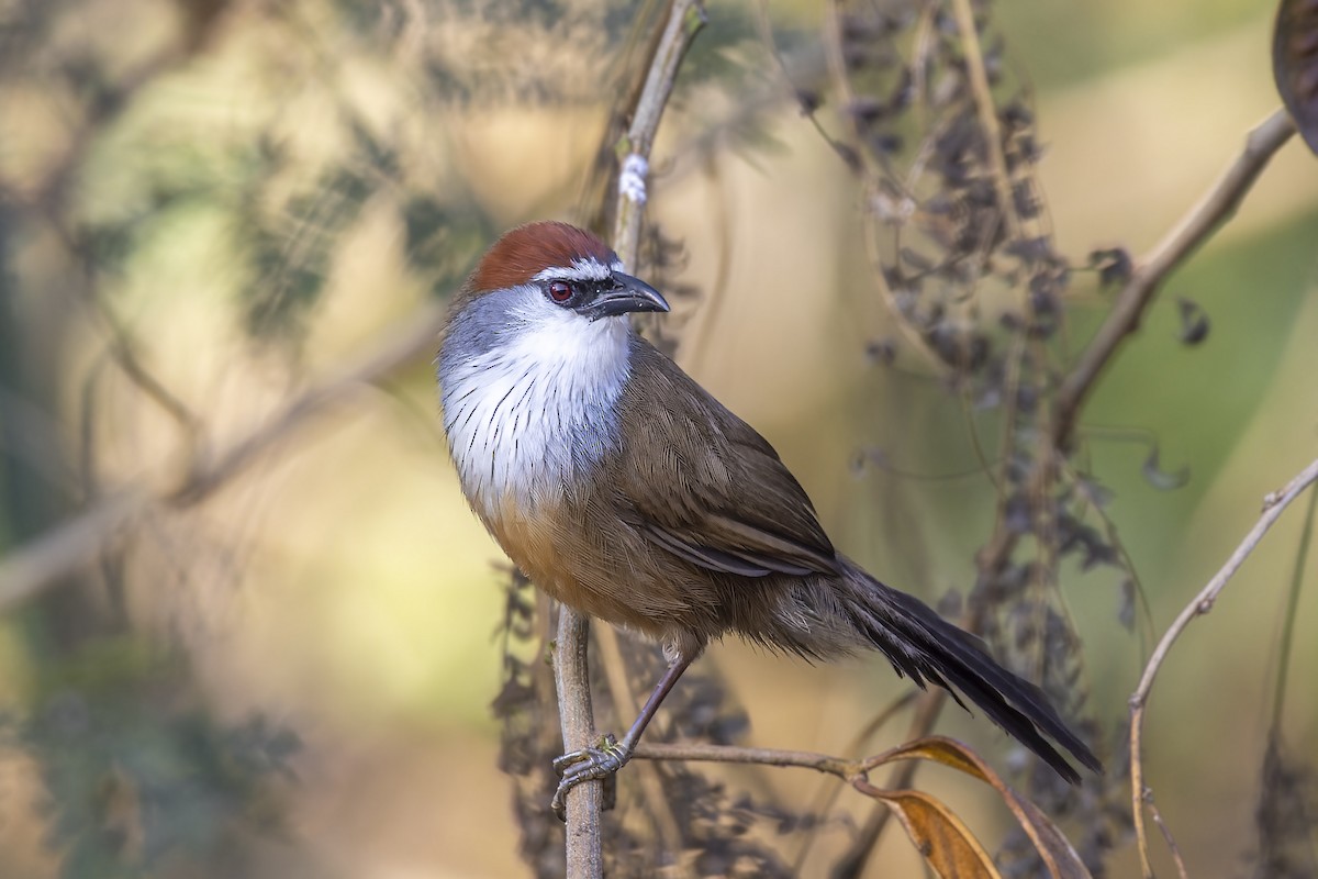 Chestnut-capped Babbler - Bradley Hacker 🦜