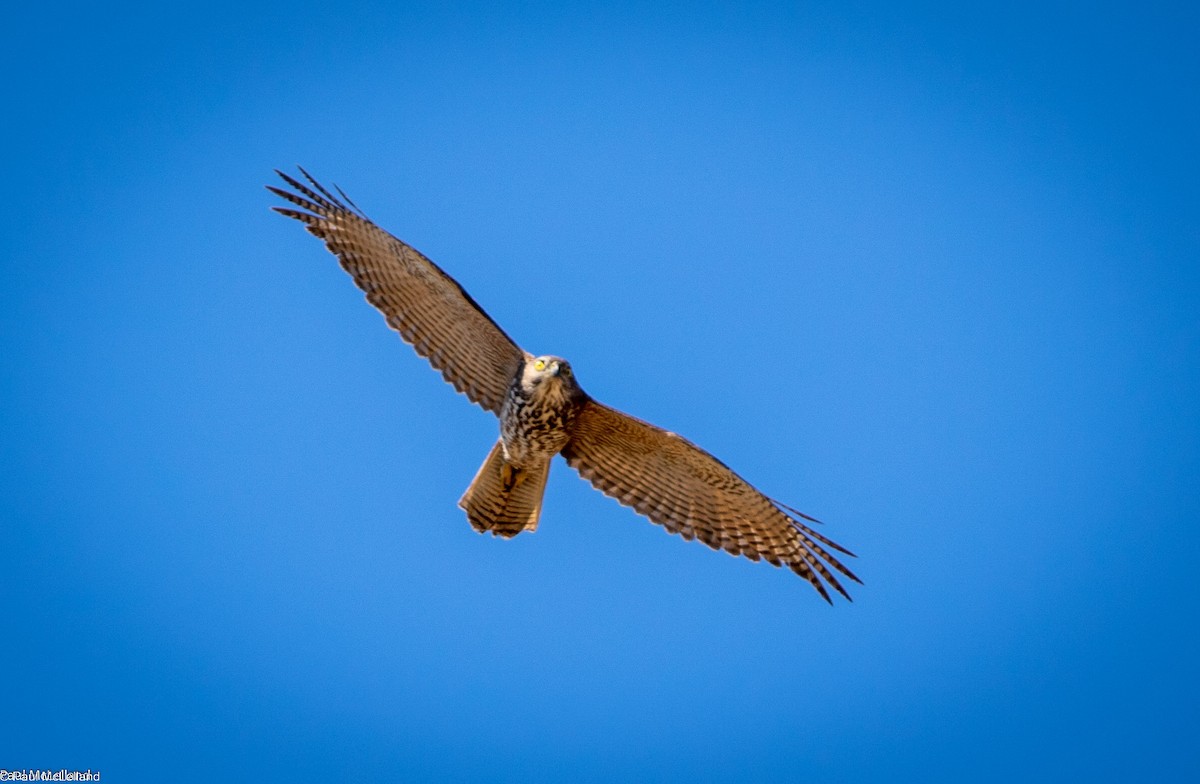 Brown Goshawk - ML541317491