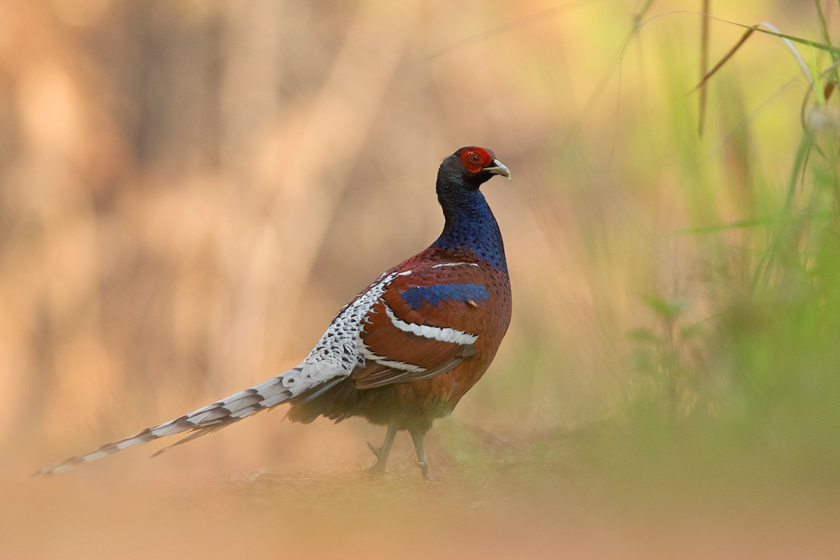 Mrs. Hume's Pheasant - Ayuwat Jearwattanakanok