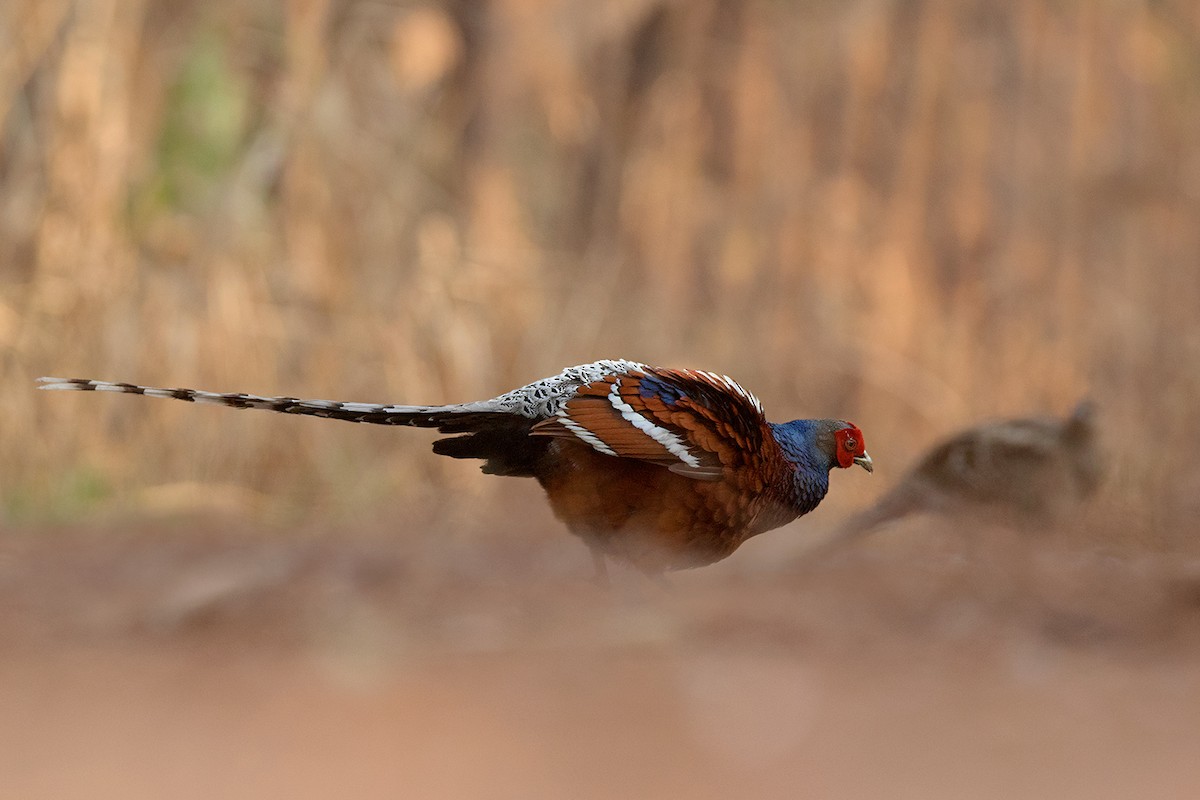 Mrs. Hume's Pheasant - ML54131761