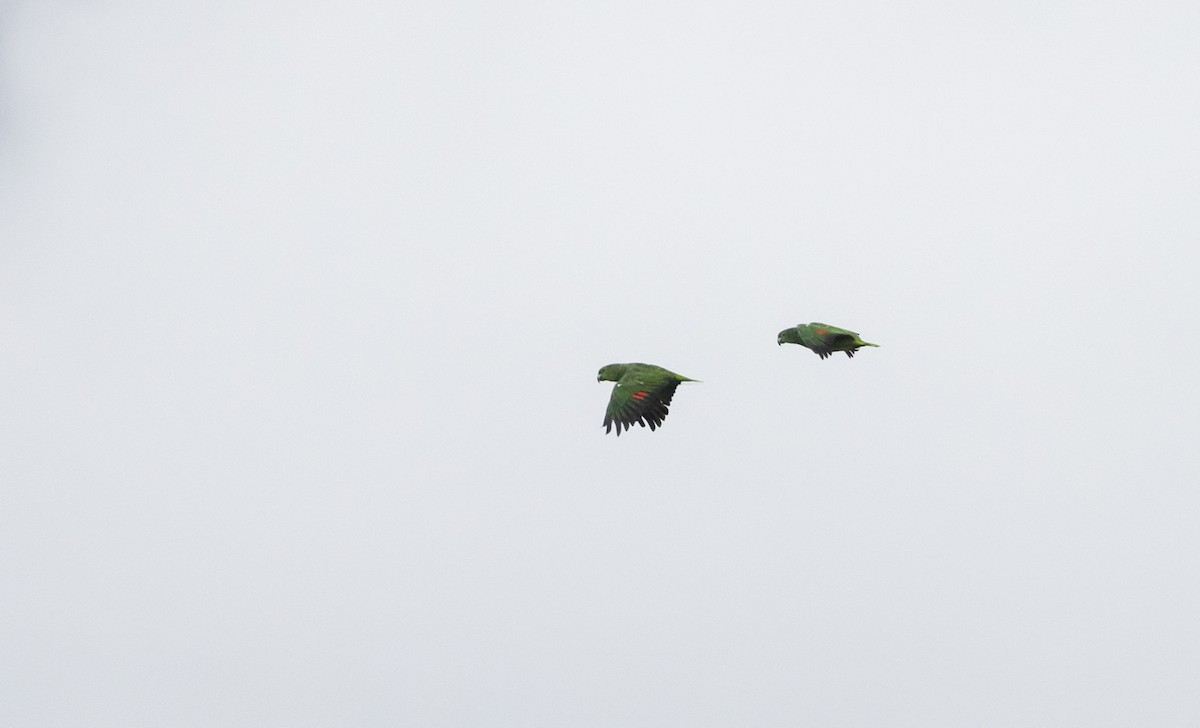 Scaly-naped Parrot - Jay McGowan