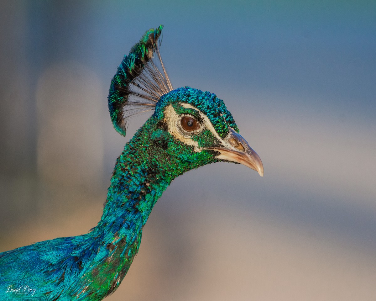 Indian Peafowl - David Paez