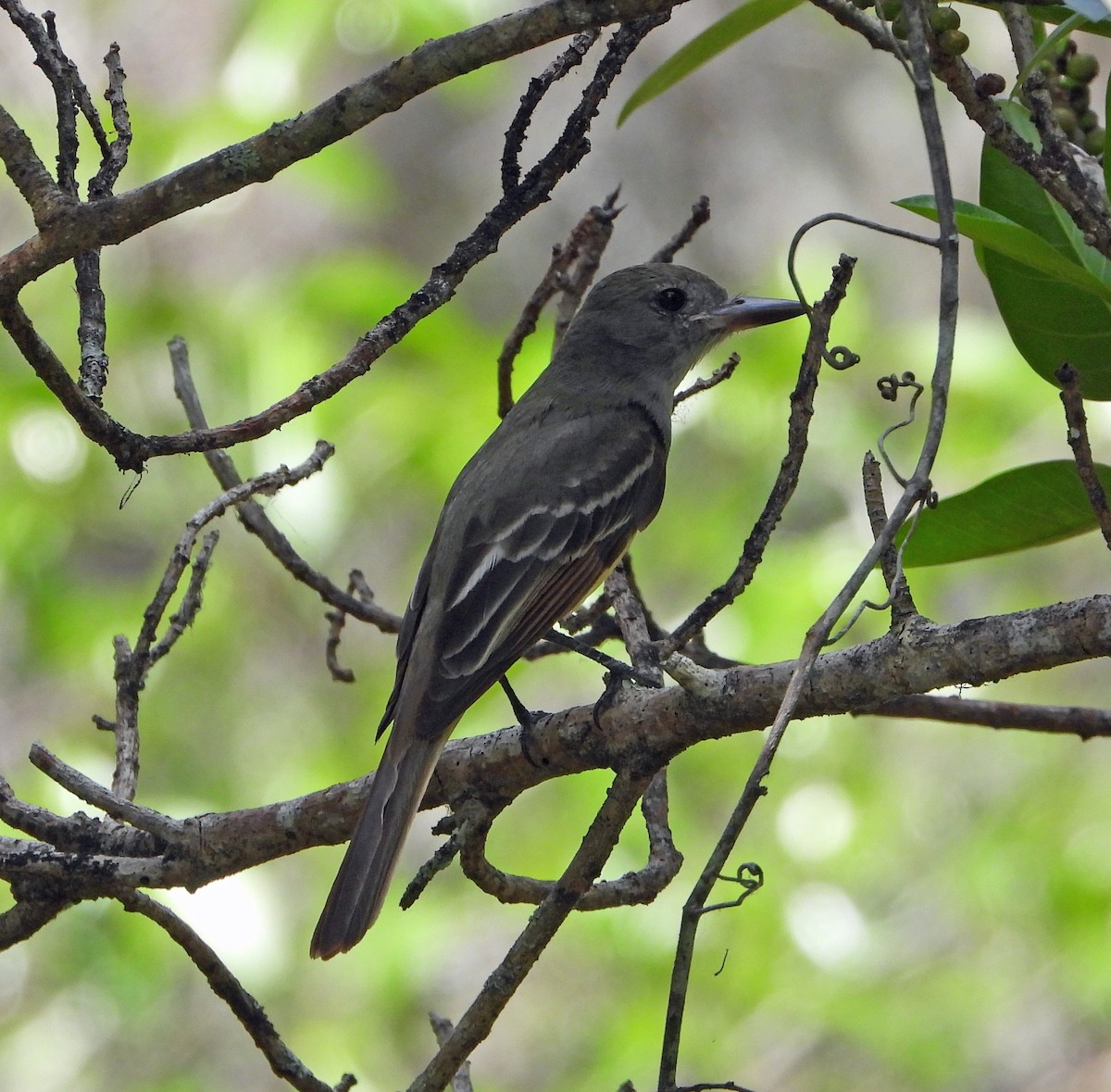 Great Crested Flycatcher - Mark Penkower