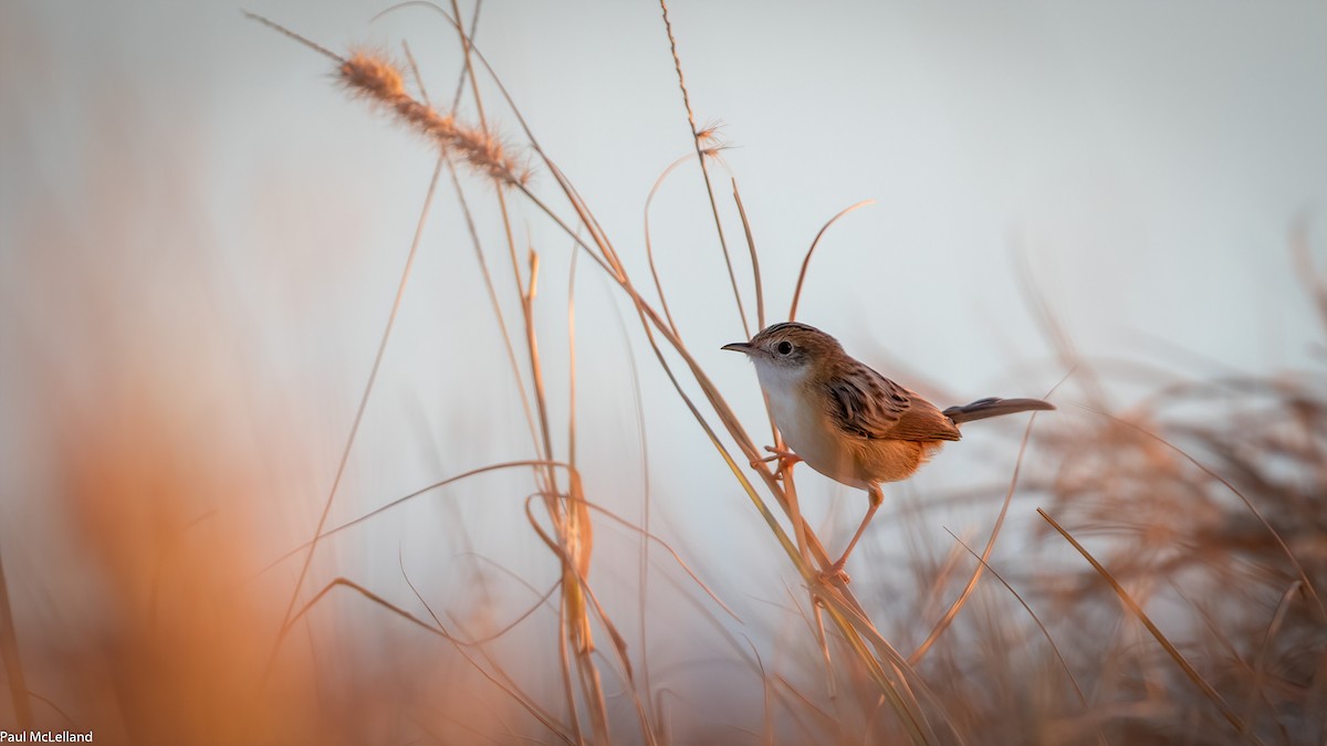 Golden-headed Cisticola - ML541321431