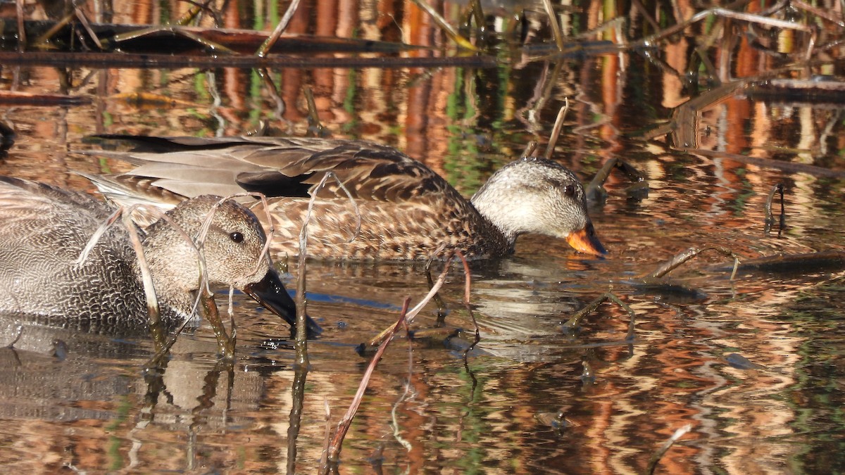 Canard chipeau - ML541321491