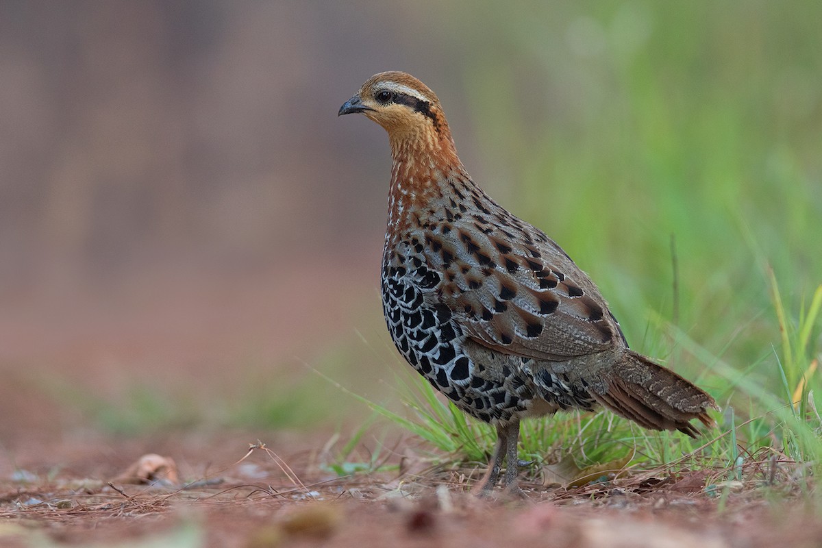 Mountain Bamboo-Partridge - Ayuwat Jearwattanakanok