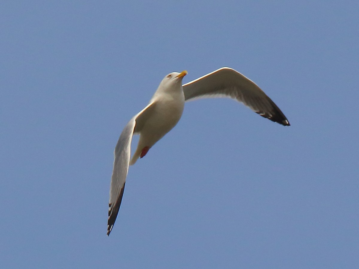 Herring Gull - ML541322891