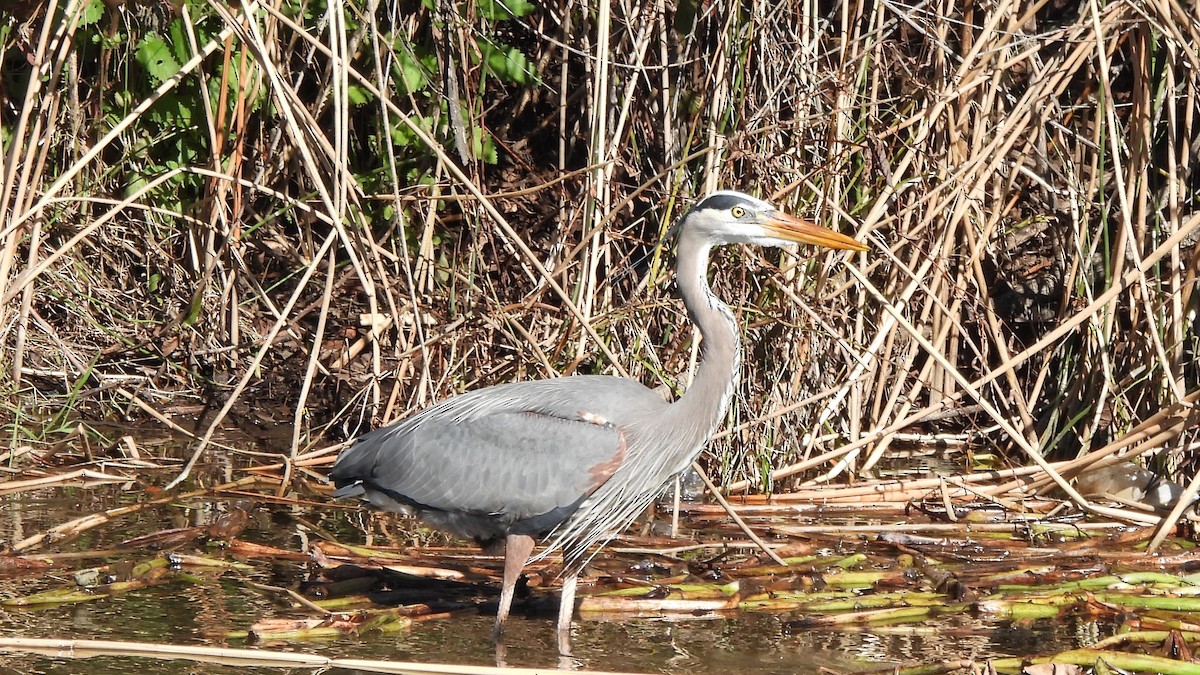 Great Blue Heron - ML541322951