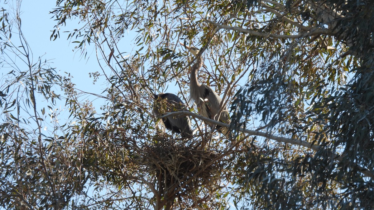 Great Blue Heron - ML541322971