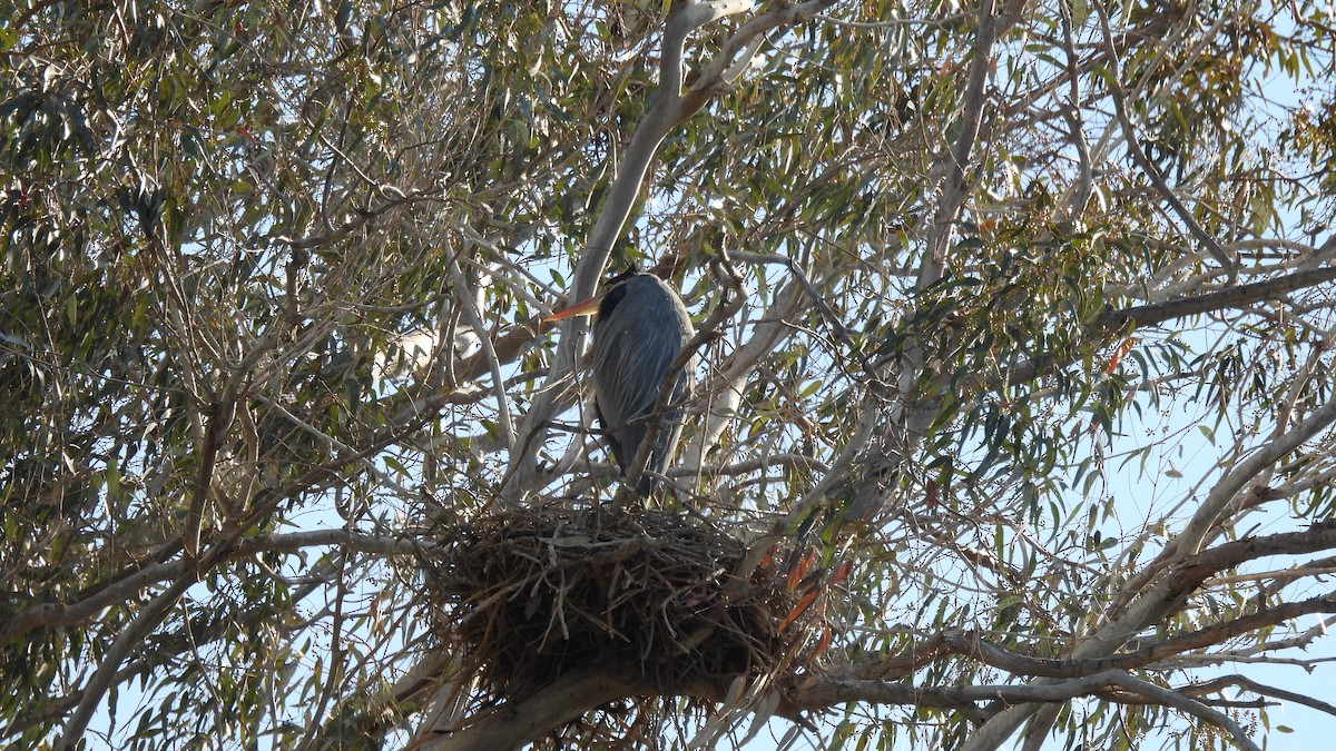 Great Blue Heron - Karen Evans