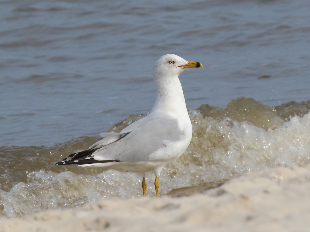 Ring-billed Gull - ML541323111