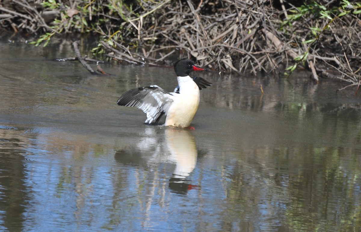 Common Merganser - ML541323151