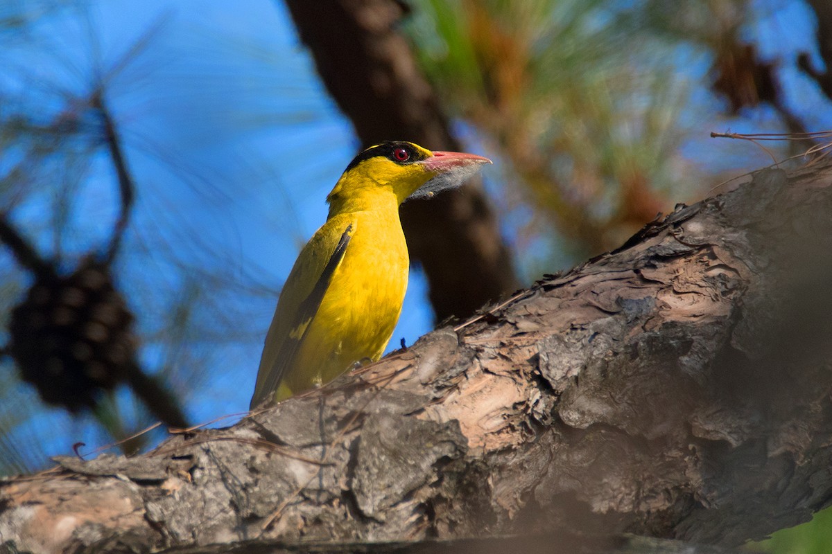 Slender-billed Oriole - ML54132321