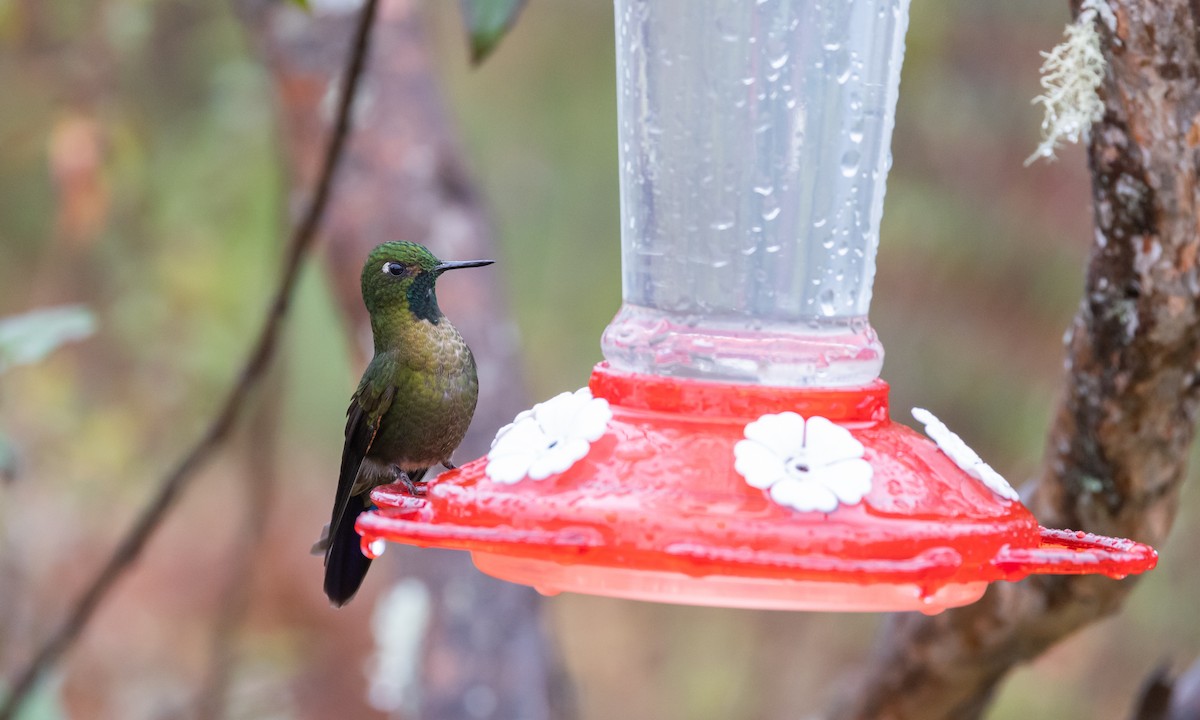 Tyrian Metaltail (smaragdinicollis) - ML541323341