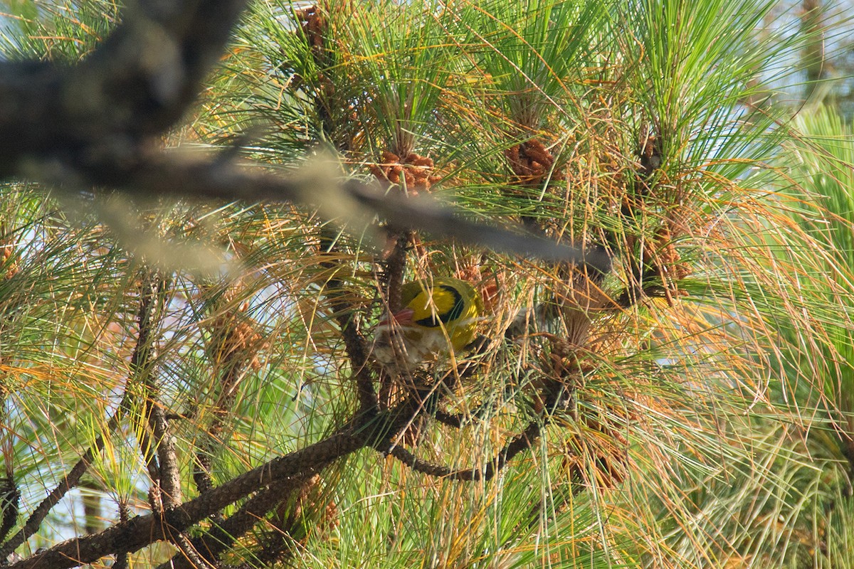 Slender-billed Oriole - ML54132341