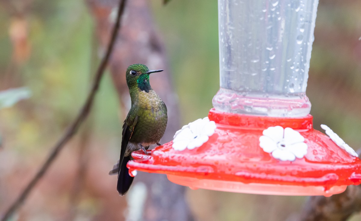 Tyrian Metaltail (smaragdinicollis) - Jay McGowan