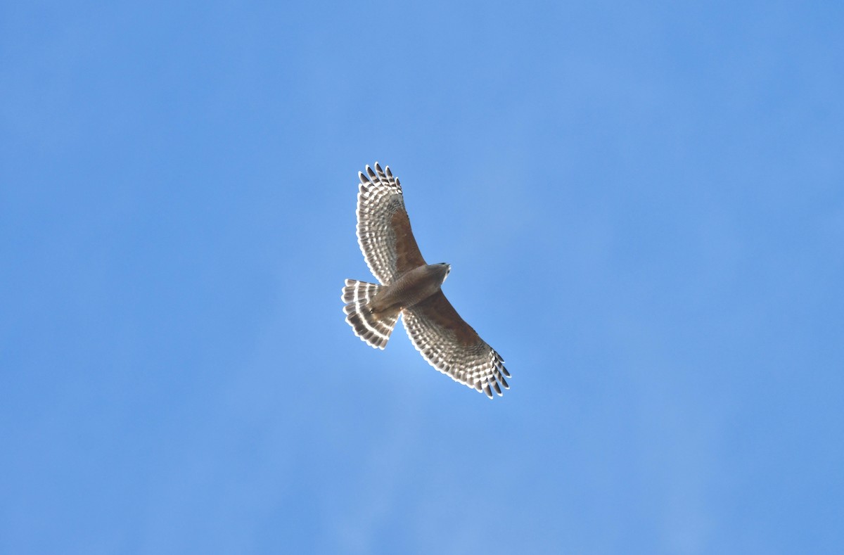 Red-shouldered Hawk - ML541323441