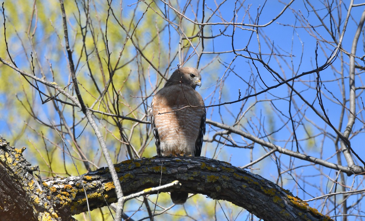 Red-shouldered Hawk - ML541323471