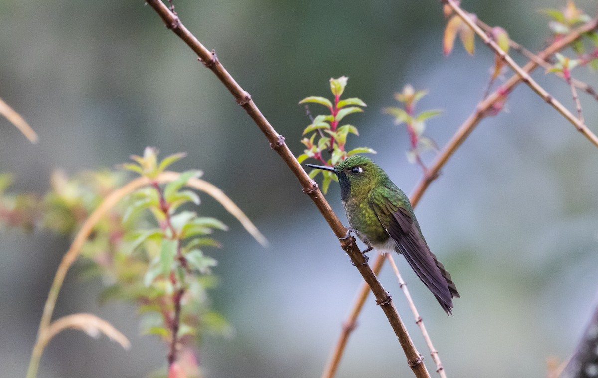 Tyrian Metaltail (smaragdinicollis) - Jay McGowan