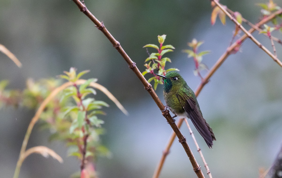 Tyrian Metaltail (smaragdinicollis) - Jay McGowan