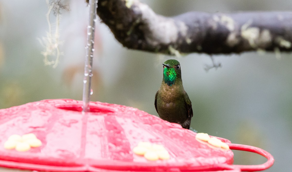 Tyrian Metaltail (smaragdinicollis) - Jay McGowan