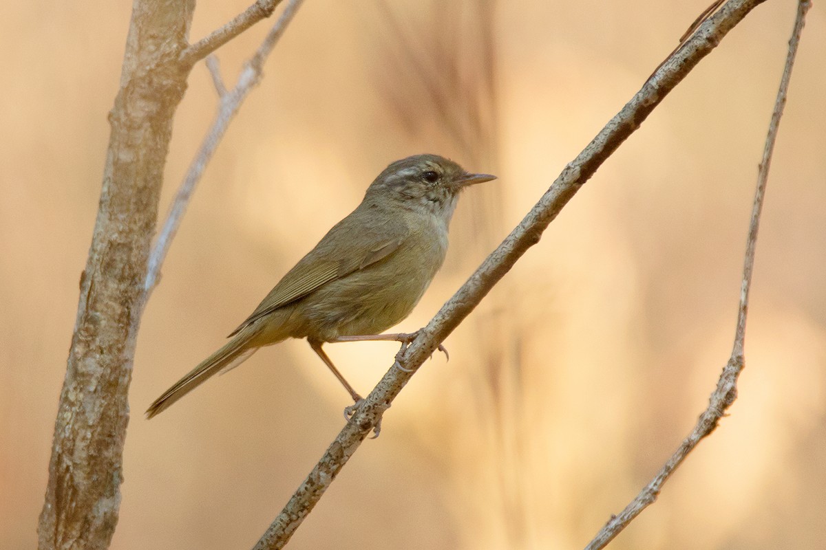 Pouillot de Milne-Edwards - ML54132361