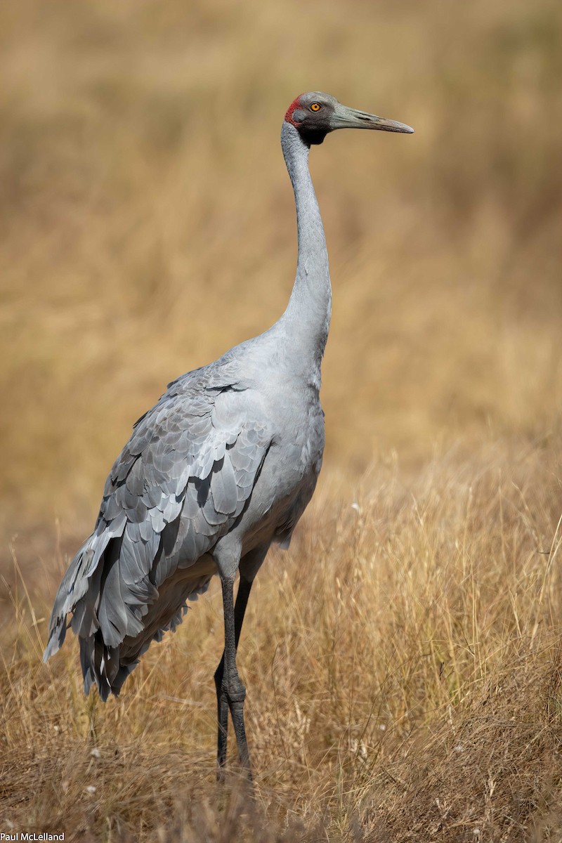 Brolga - paul mclelland