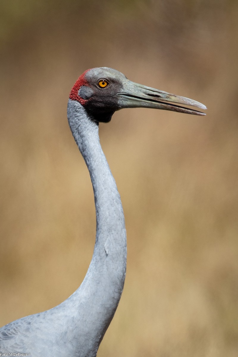 Grulla Brolga - ML541323801