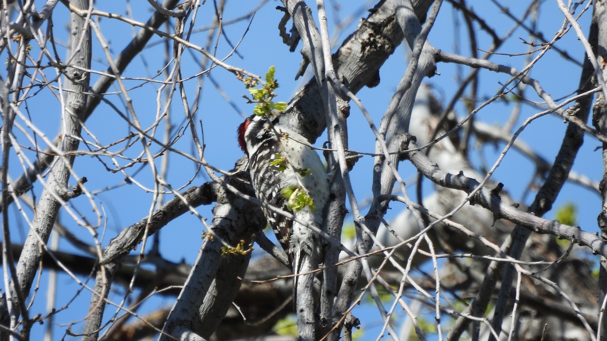 Nuttall's Woodpecker - ML541323851