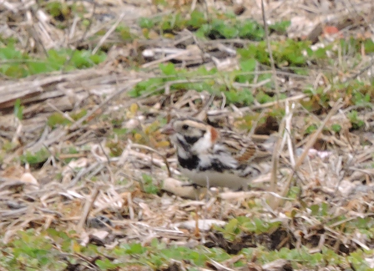 Lapland Longspur - ML541324031
