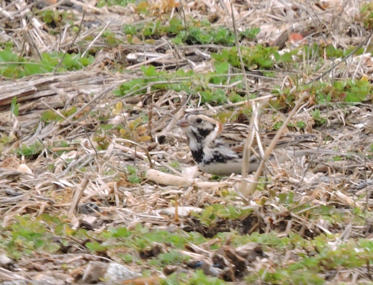 Lapland Longspur - ML541324051