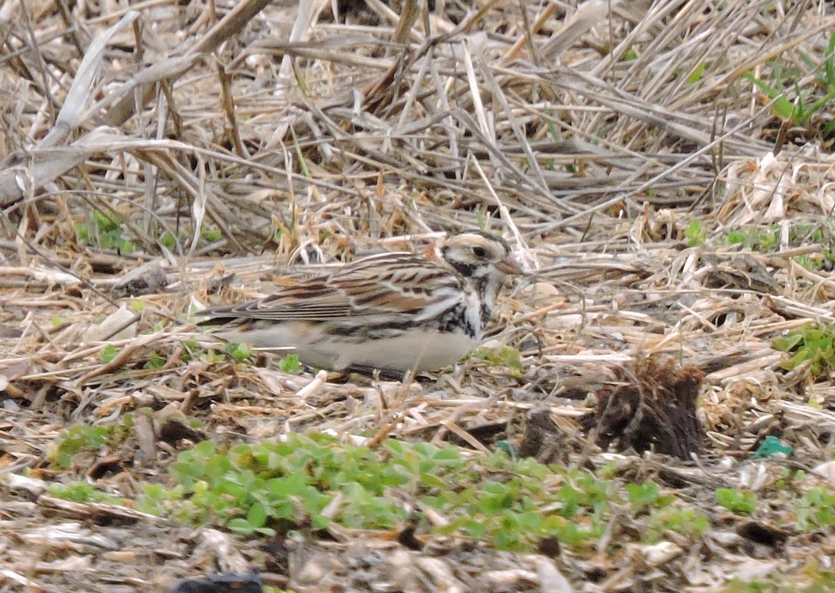 Lapland Longspur - ML541324061