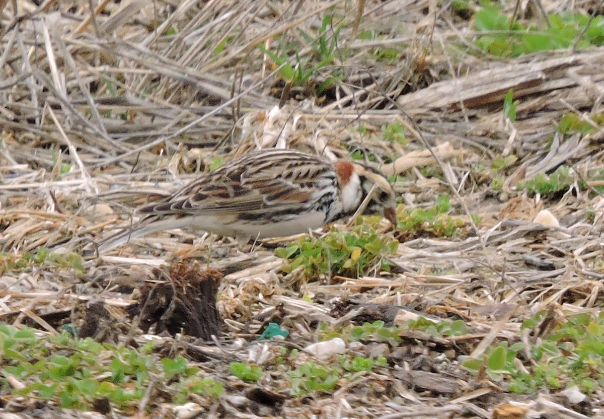 Lapland Longspur - ML541324071