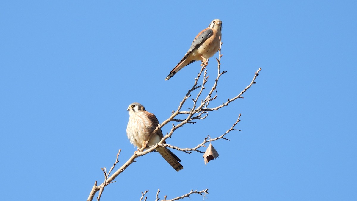 American Kestrel - Karen Evans